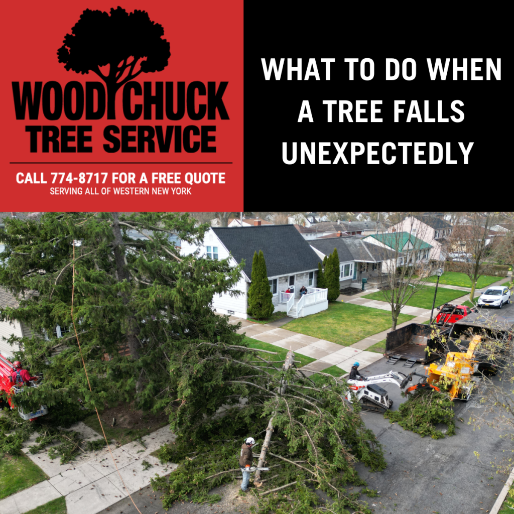 Read more about the article What To Do When A Tree Falls Unexpectedly