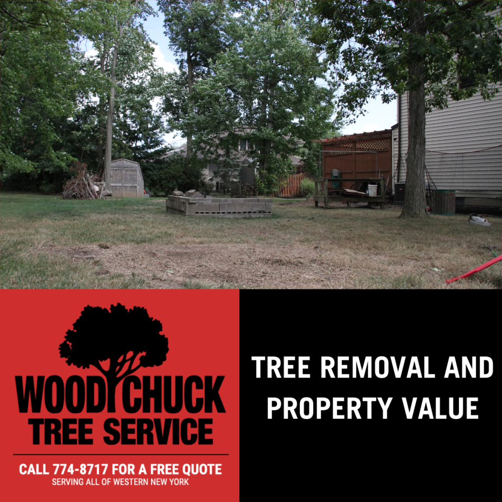 Tree Removal and Property Value