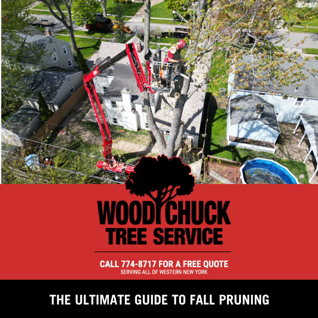 The Ultimate Guide To Fall Pruning