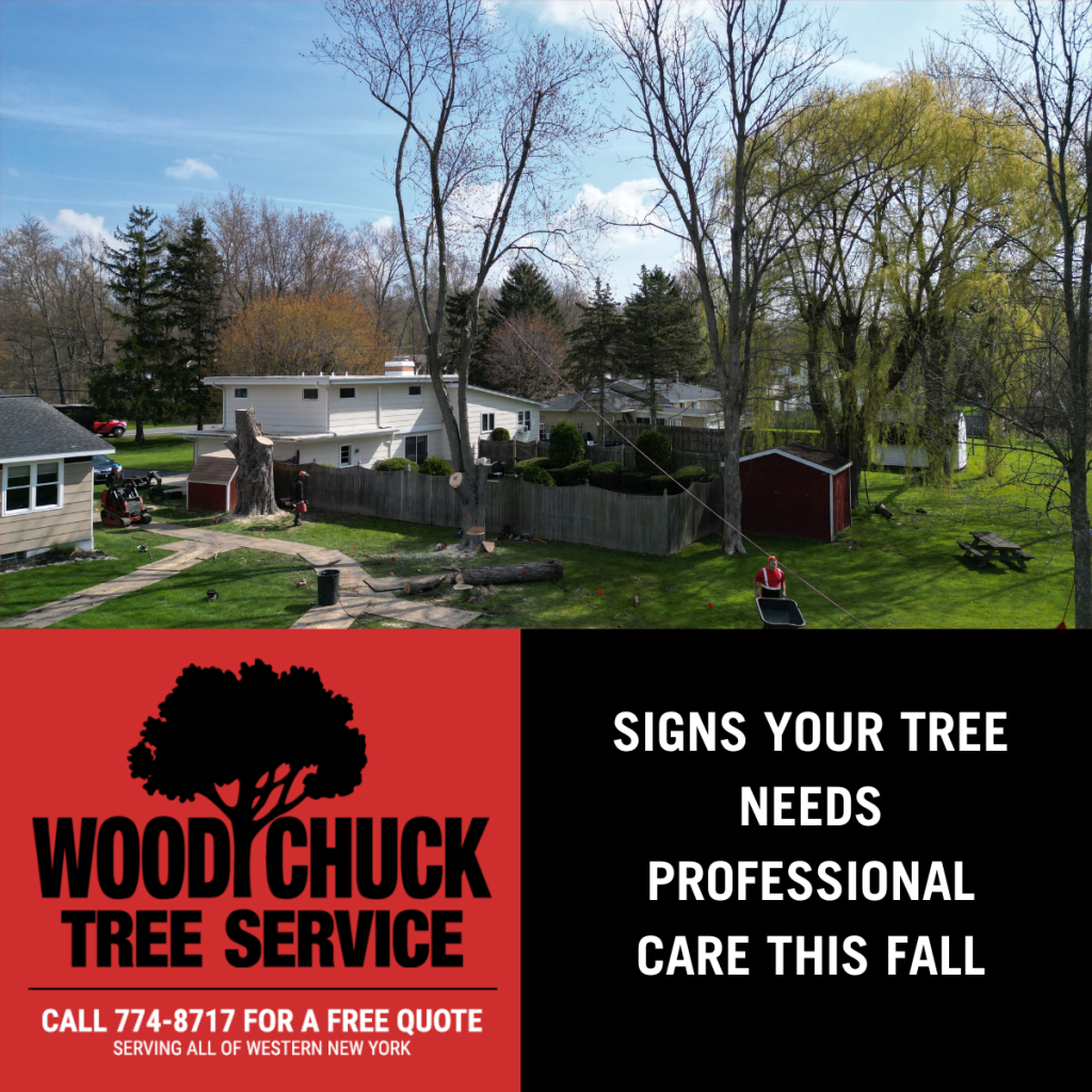 Signs Your Tree Needs Professional Care This Fall