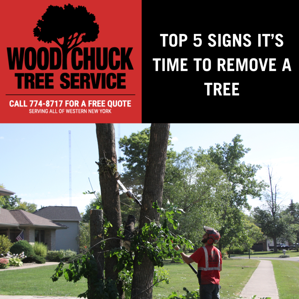 Top 5 Signs It's Time To Remove A Tree