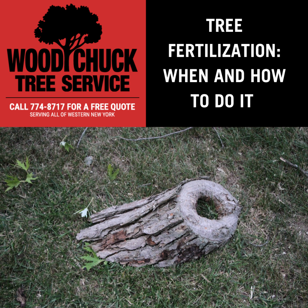 Read more about the article Tree Fertilization: When and How To Do It