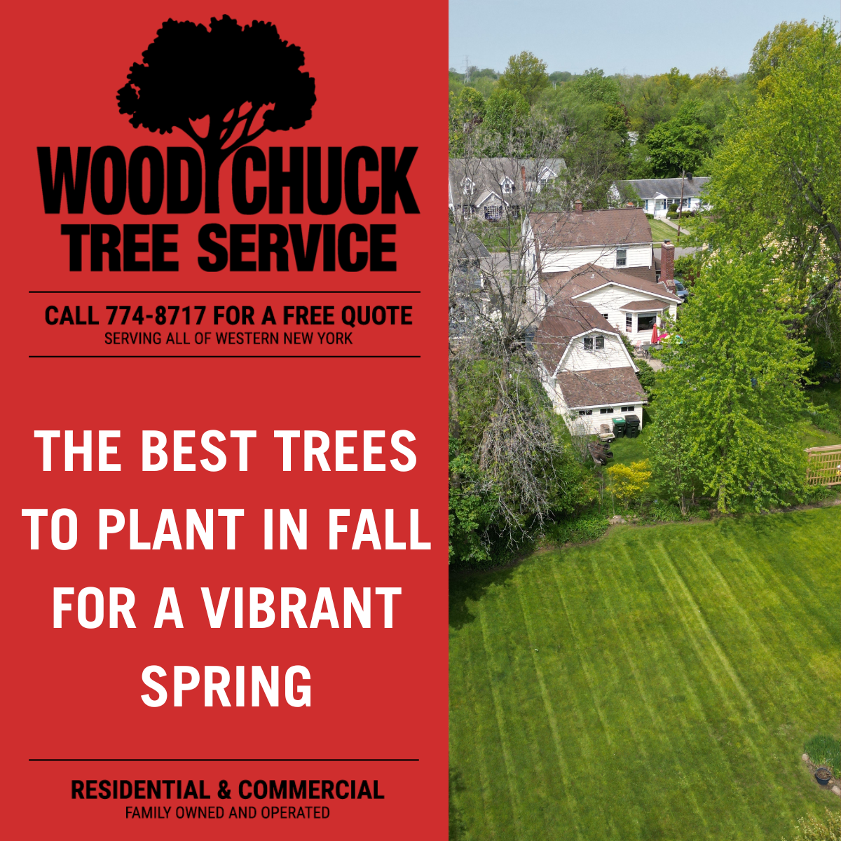 The Best Trees To Plant In Fall For A Vibrant Spring - WoodChuck Tree ...