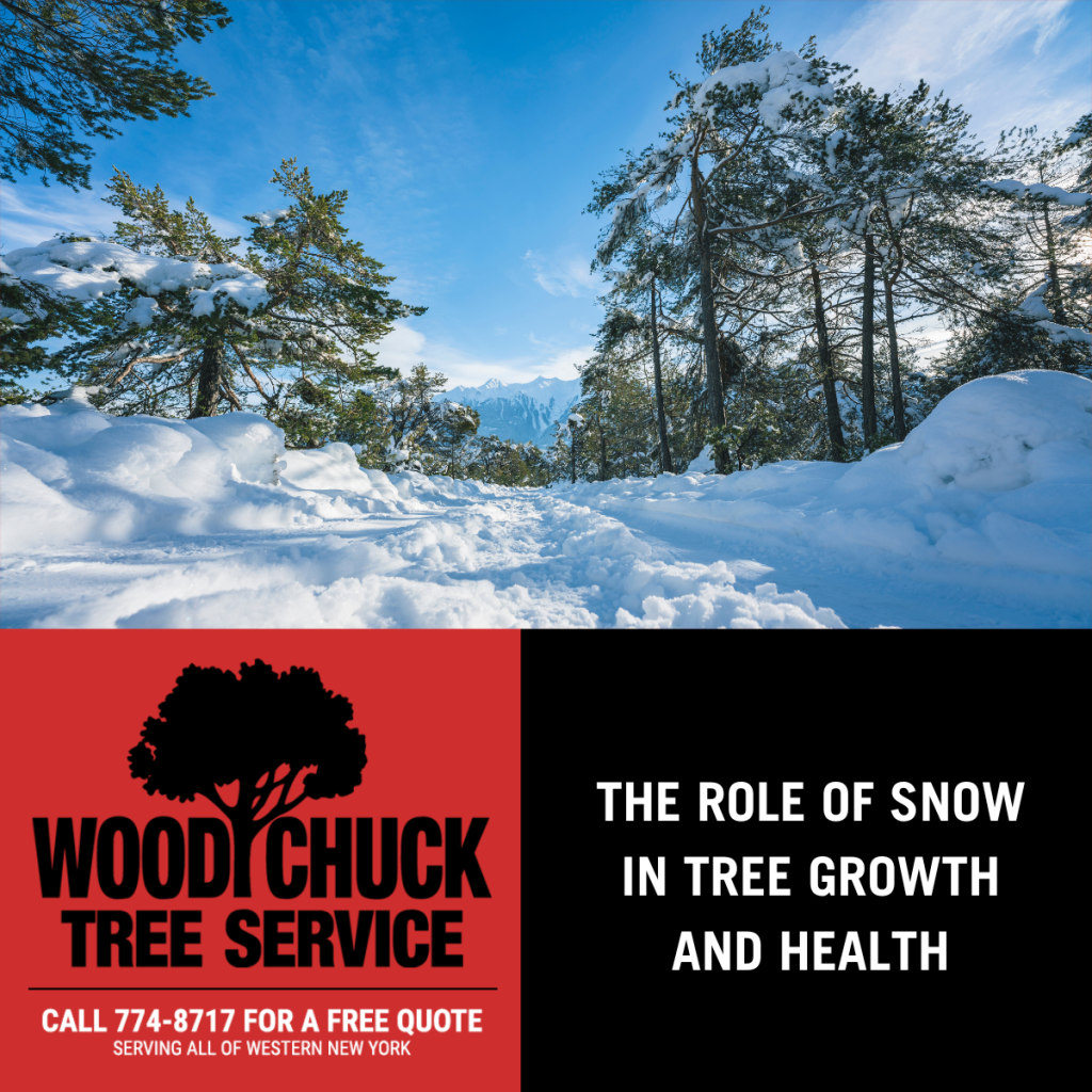 The Role of Snow In Tree Growth and Health