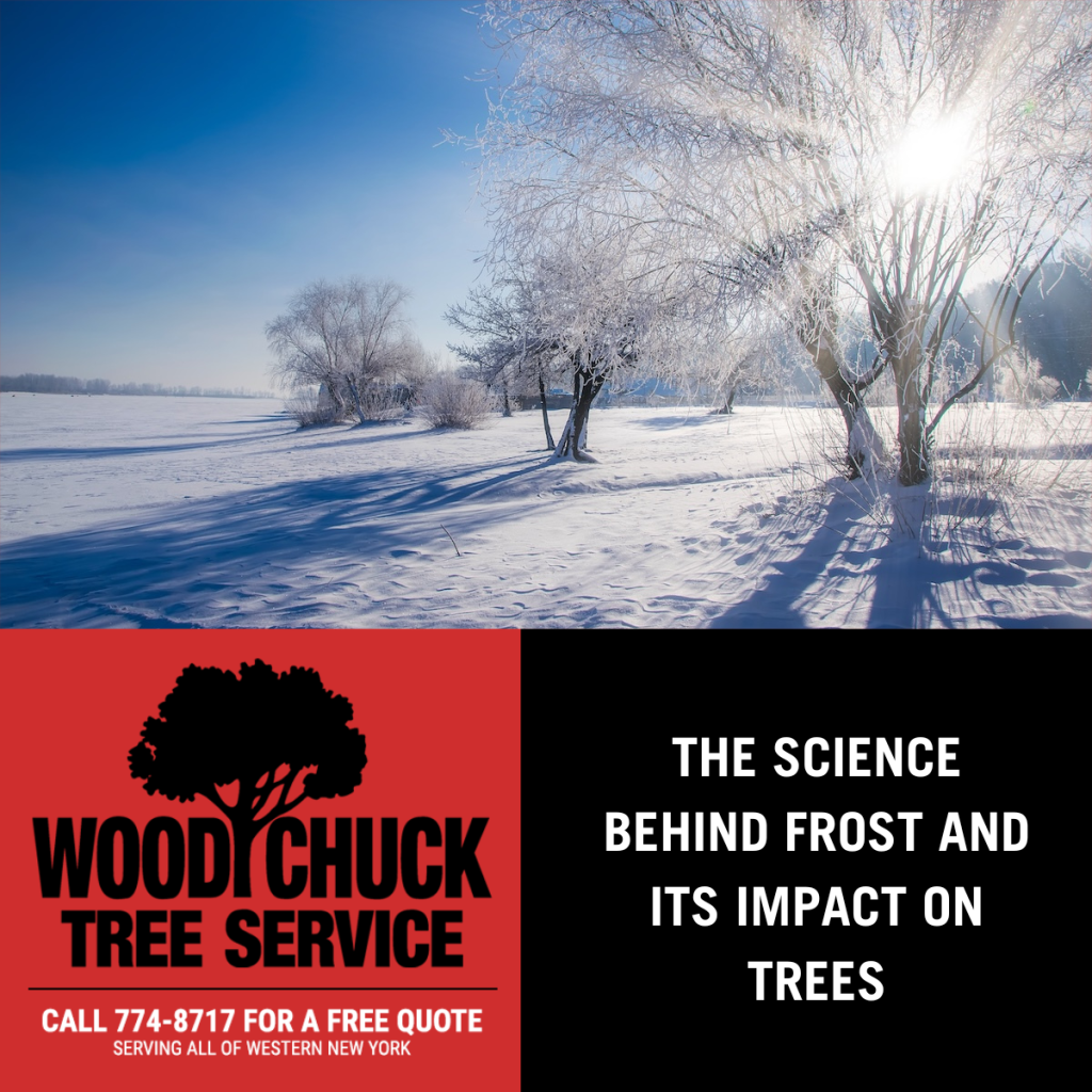 The Science Behind Frost and Its Impact on Trees