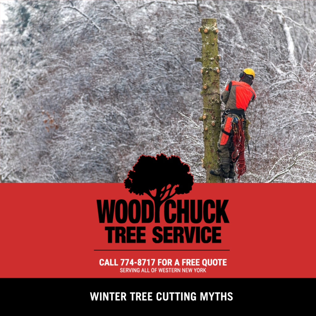 Read more about the article Winter Tree Cutting Myths