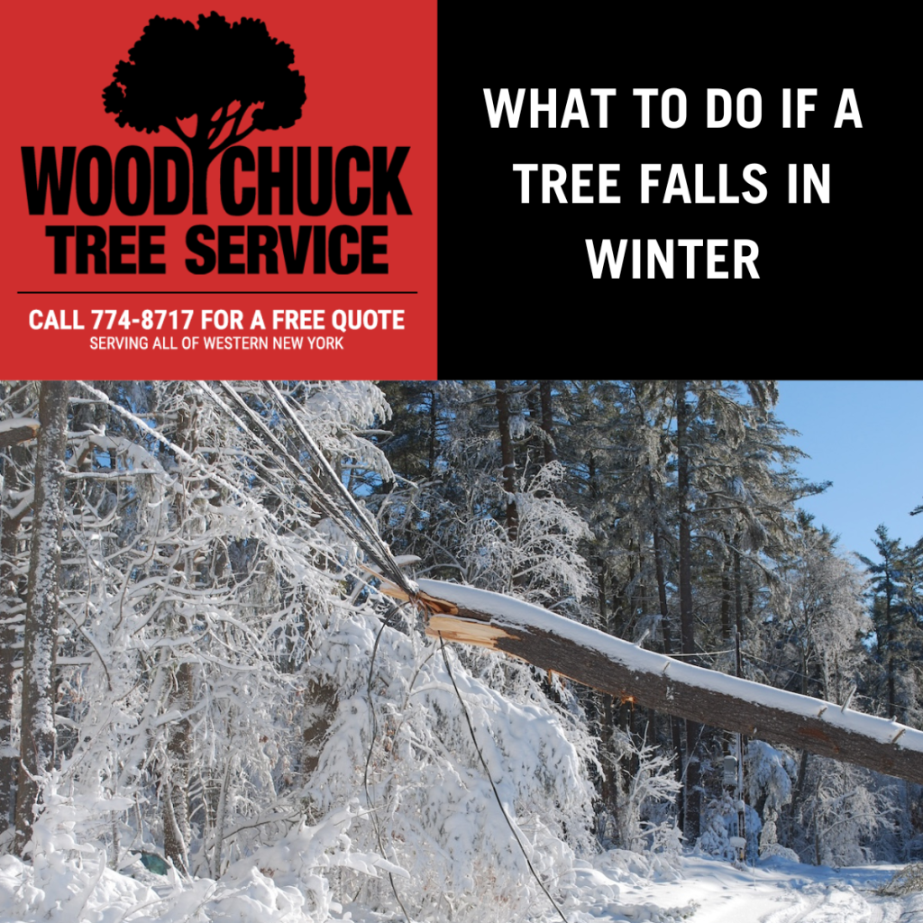 Read more about the article What To Do If A Tree Falls In Winter