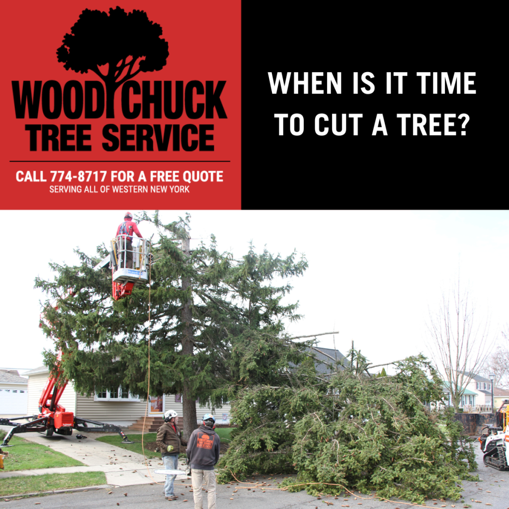 When is it time to cut a tree?