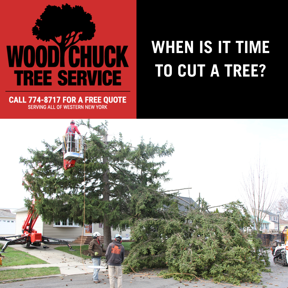 When is it time to cut a tree? - WoodChuck Tree Service