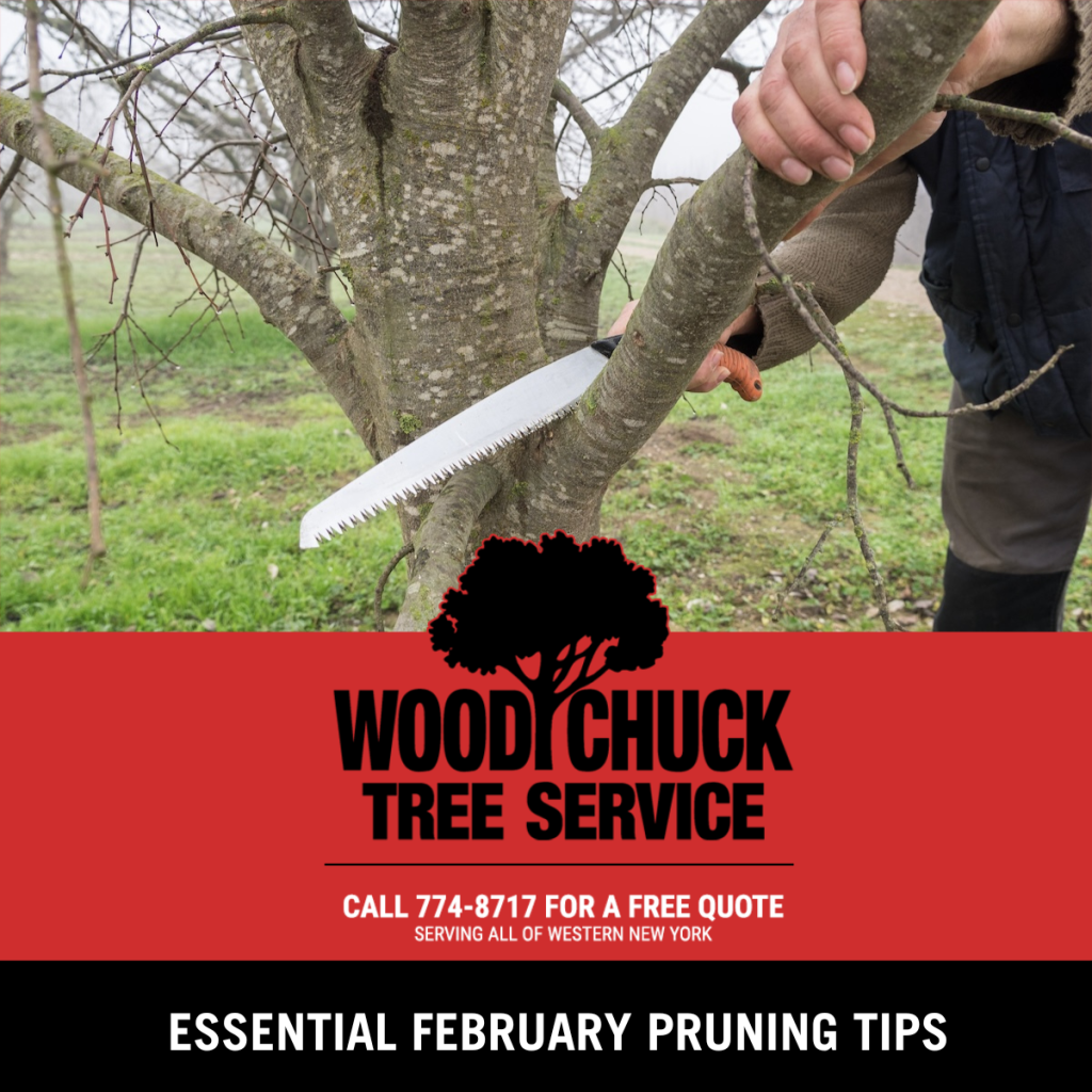 Essential February Pruning Tips