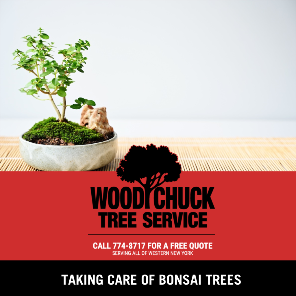 Read more about the article Taking Care of Bonsai Trees