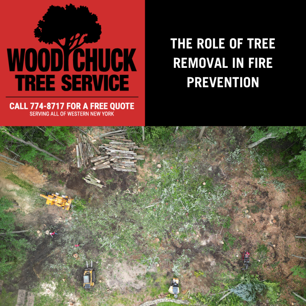 The Role of Tree Removal in Fire Prevention