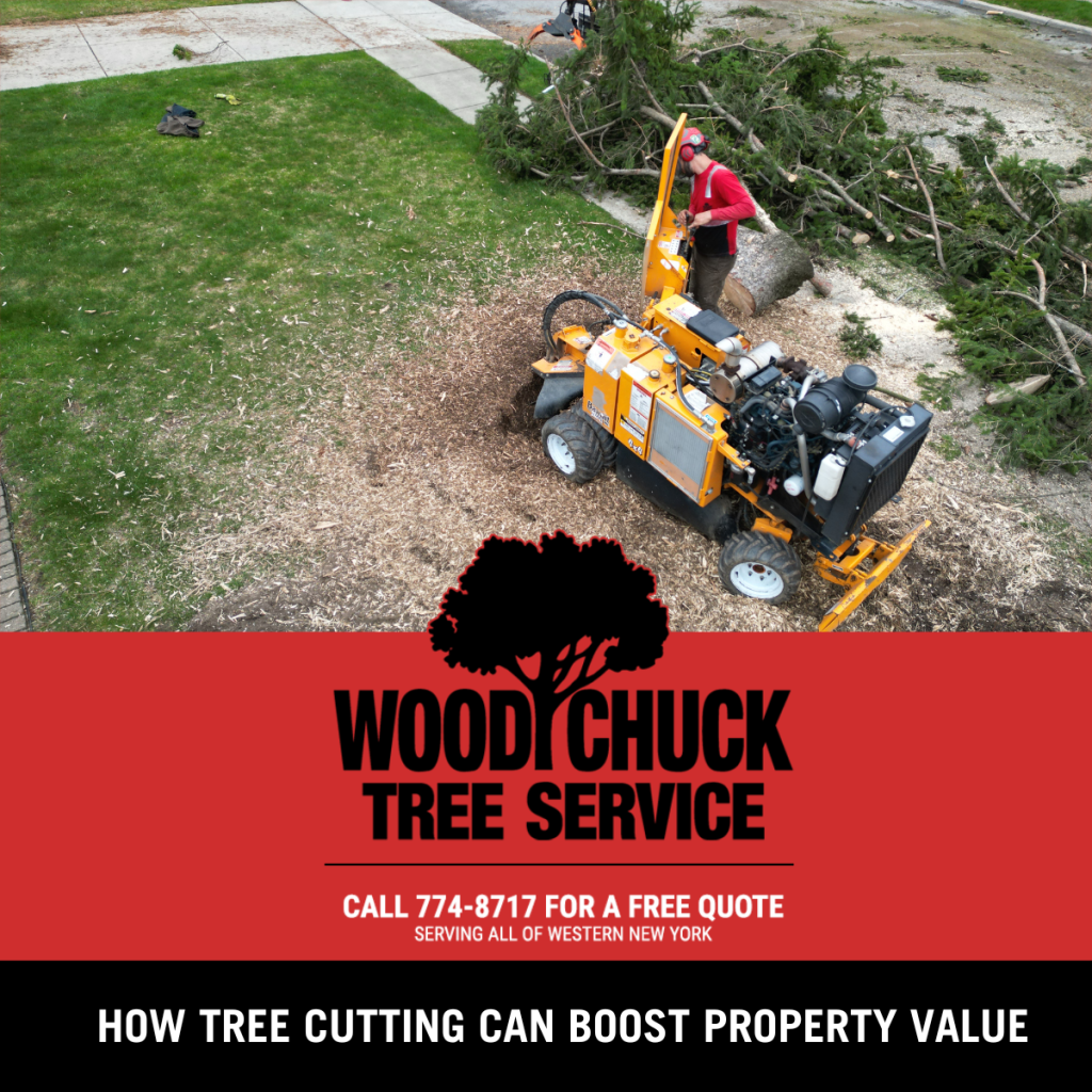 How Tree Cutting Can Boost Your Property Value
