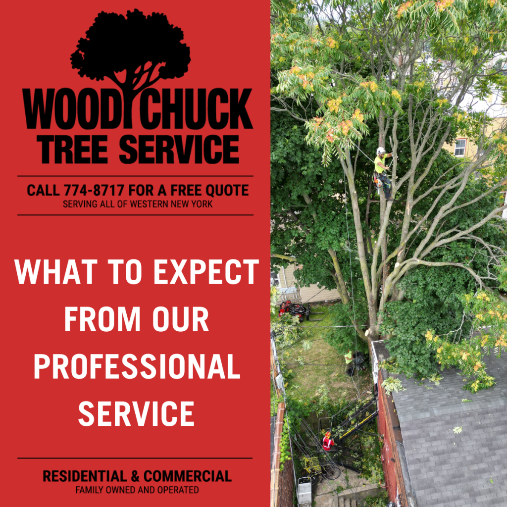 Read more about the article What to Expect When Your Hire a Tree-Cutting Service