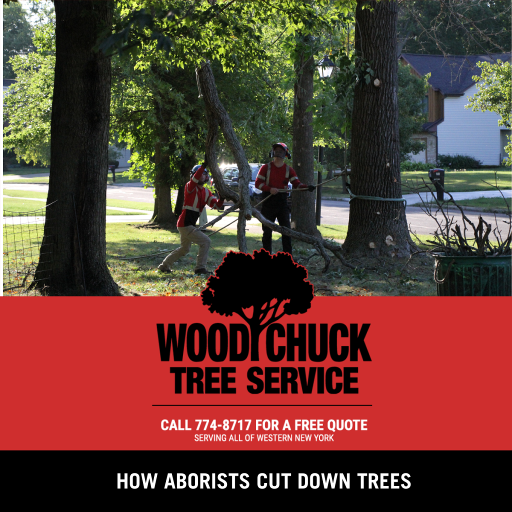 Read more about the article How Arborists Cut Down Trees