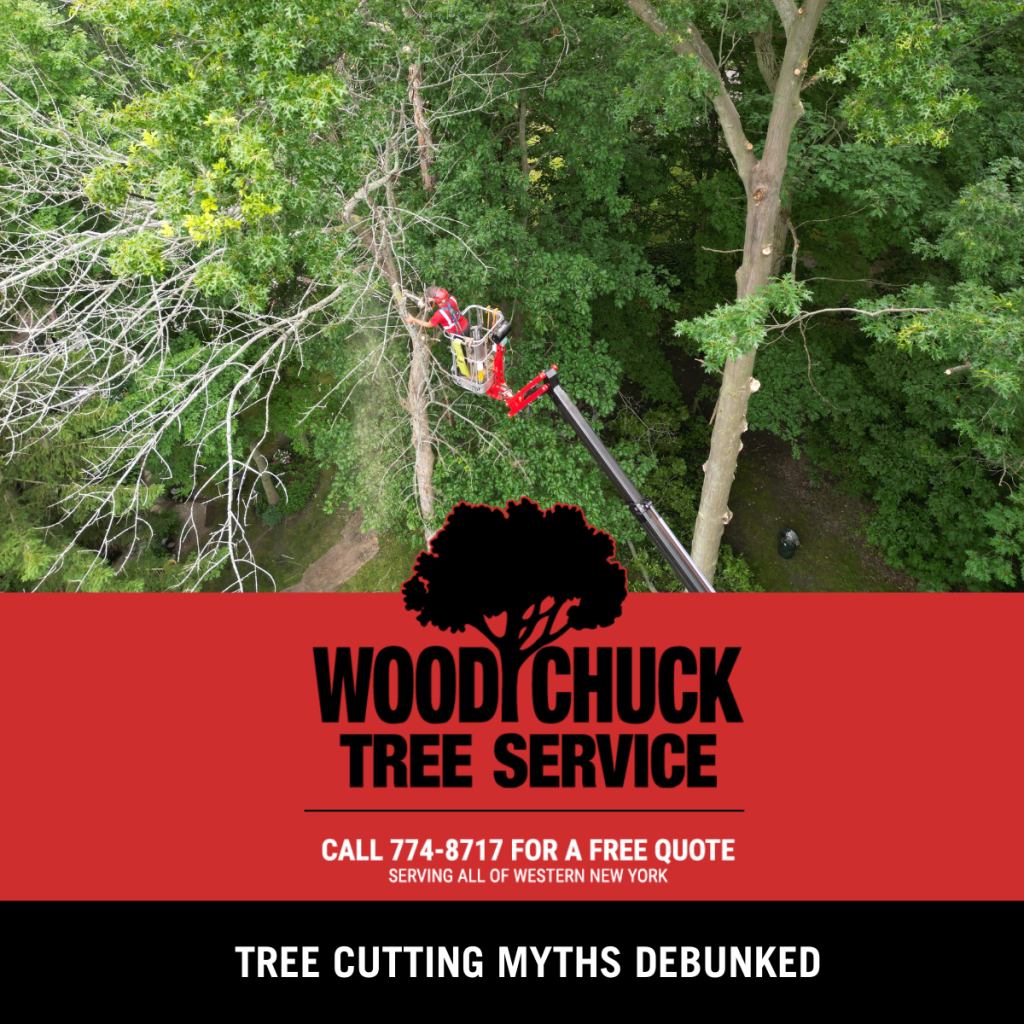 Tree Cutting Myths Debunked
