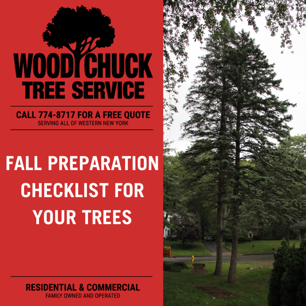 Fall Preparation Checklist For Your Trees