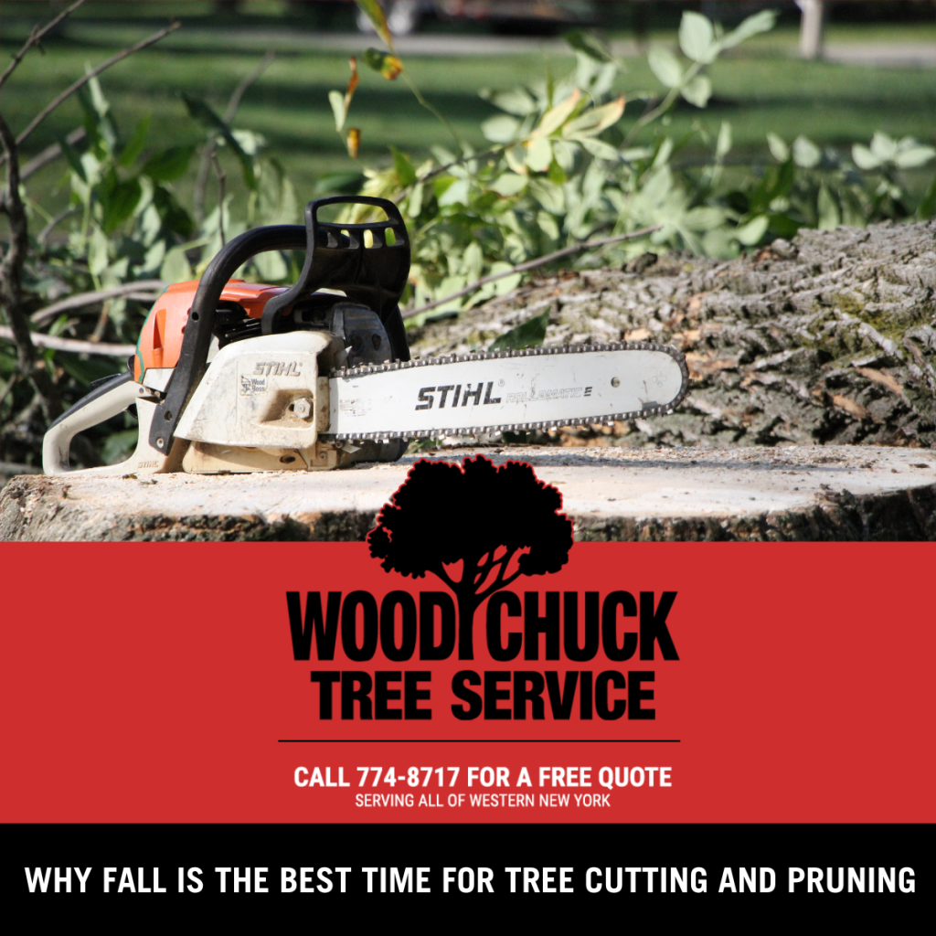 Why Fall is the Best Time for Tree Cutting and Pruning