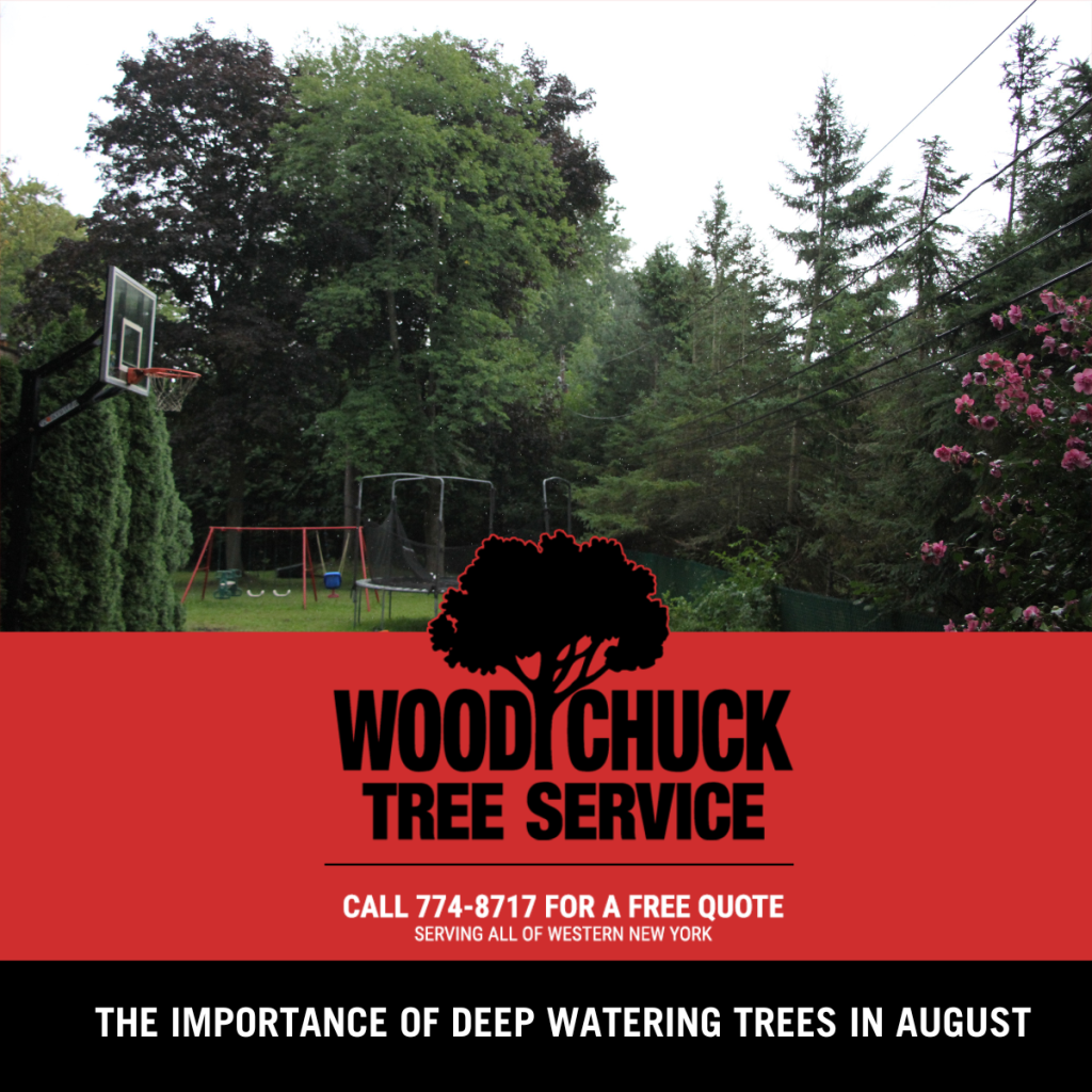 Read more about the article The Importance of Deep Watering Trees in August