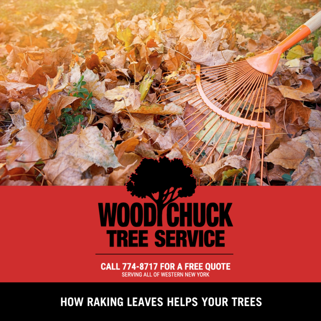 How Raking Leaves Helps Your Trees