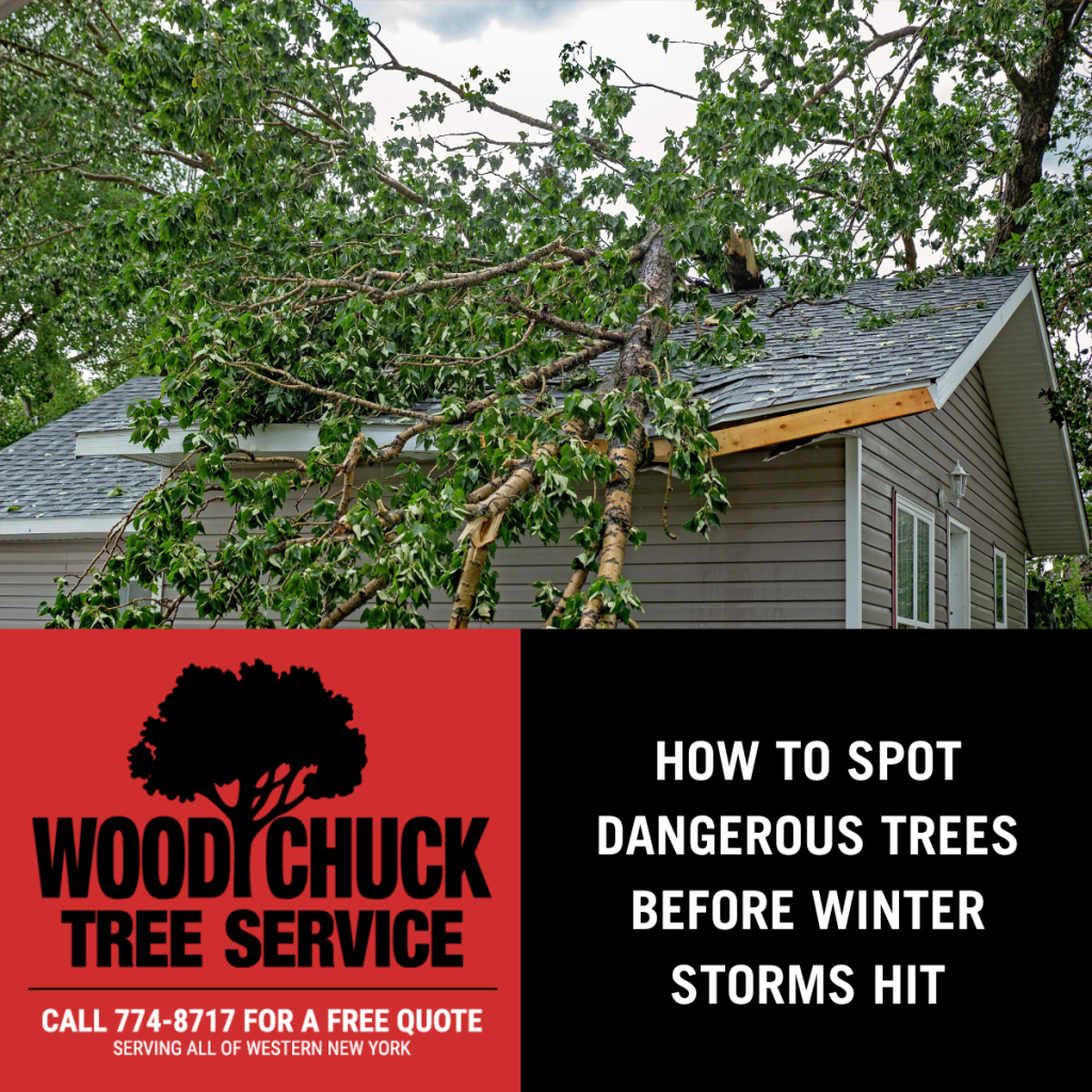 Read more about the article How to Spot Dangerous Trees Before Winter Storms Hit