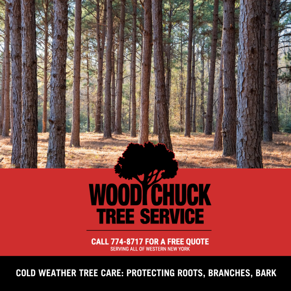 Read more about the article Cold Weather Tree Care: Protecting Roots, Branches, and Bark