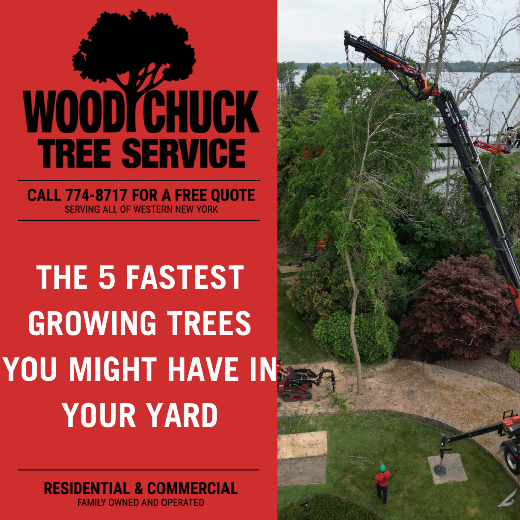 Read more about the article The 5 Fastest Growing Trees You Might Have In Your Yard