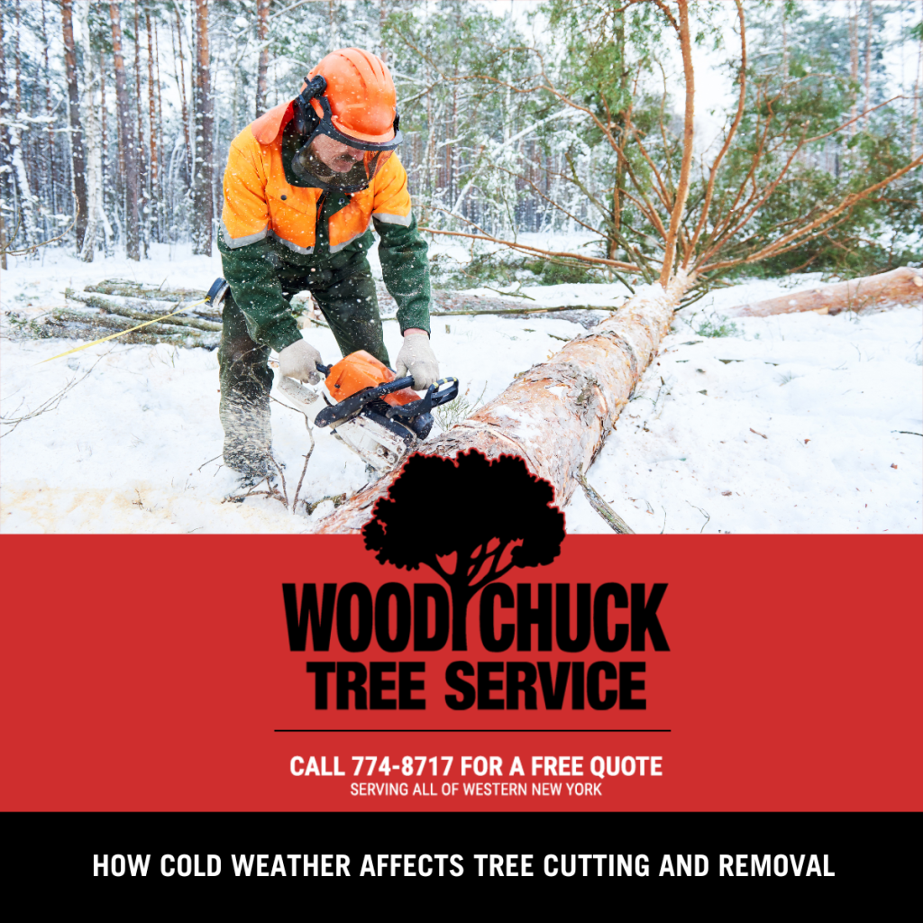 How Cold Weather Affects Tree Cutting and Removal