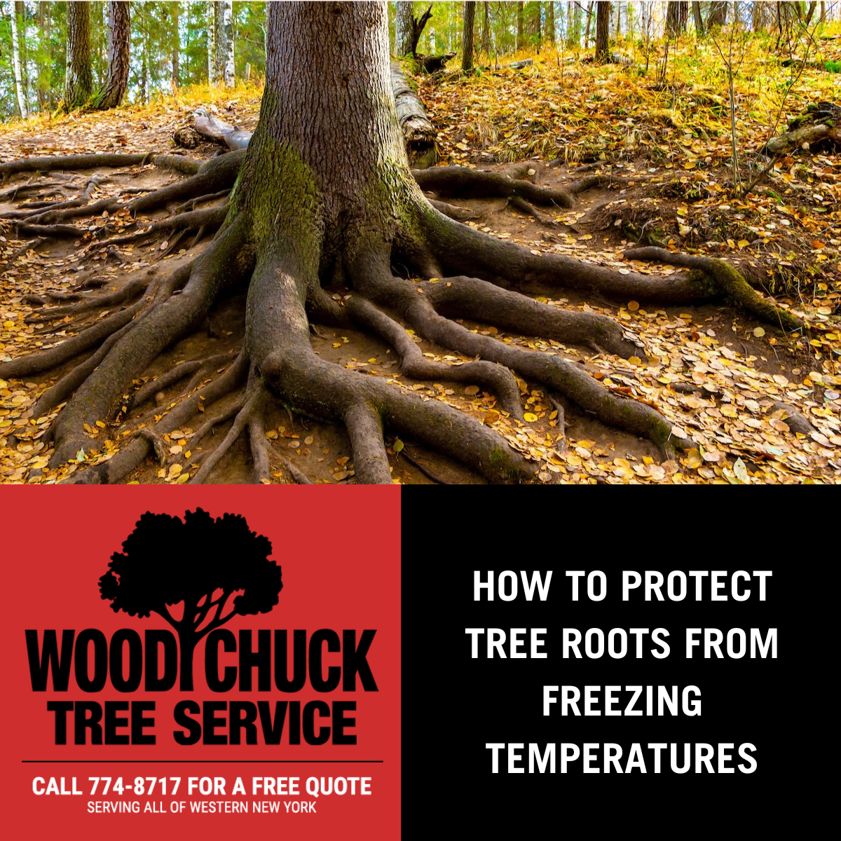 Winter Service Protection For Roots How to Protect Tree Roots From Freezing Temperatures - WoodChuck Tree ...