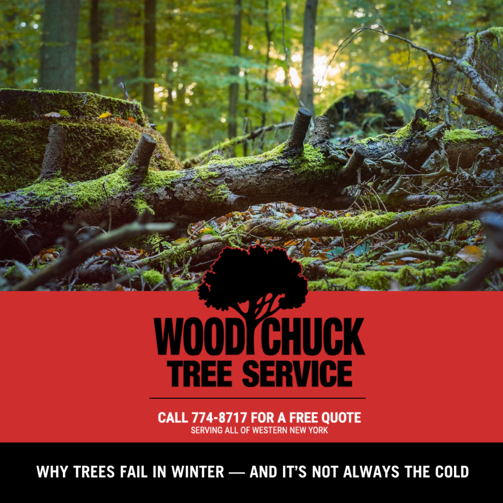 Read more about the article Why Trees Fail in Winter — and It’s Not Always the Cold