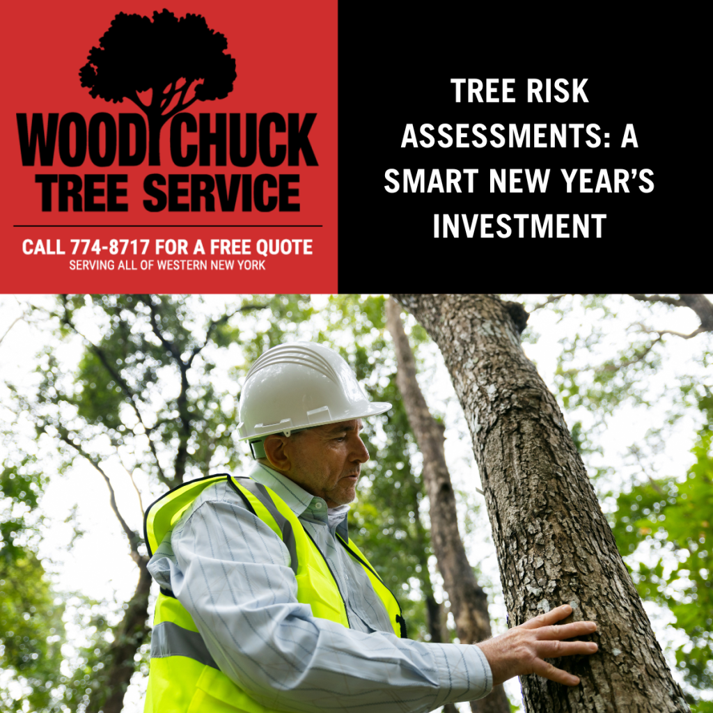 Read more about the article Tree Risk Assessments: A Smart New Year’s Investment