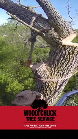 Read more about the article Taking down the tough ones is what we do