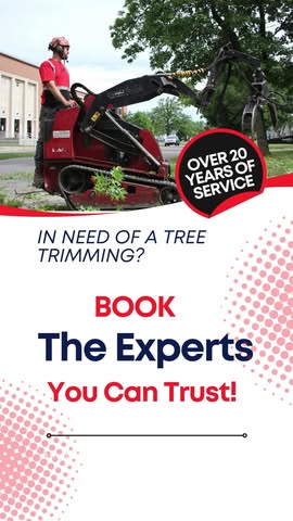 Read more about the article Healthy trees start with proper trimming — and that’s what we do best