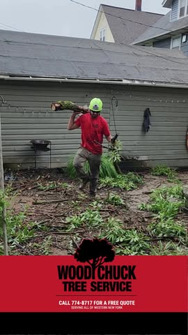 Read more about the article We don’t just remove trees and stumps — we leave your property looking brand new