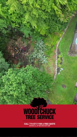 Read more about the article When a tree needs to come down, WoodChuck gets it done the right way