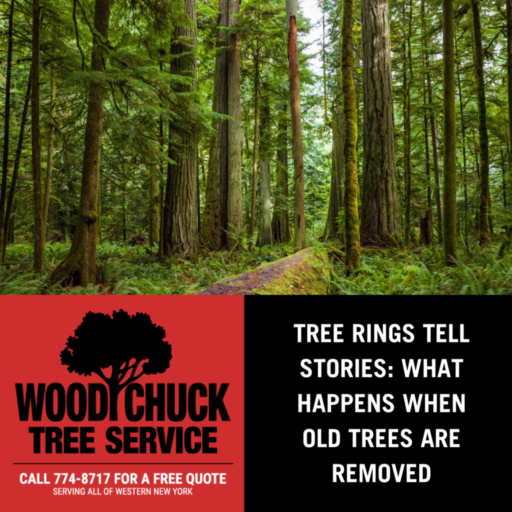 Read more about the article Tree Rings Tell Stories: What Happens When Old Trees Are Removed