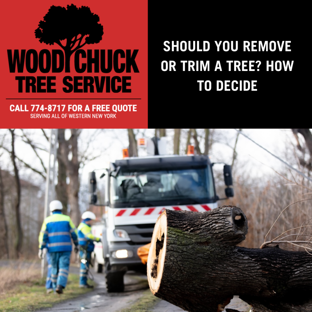 Read more about the article Should You Remove or Trim a Tree? How to Decide