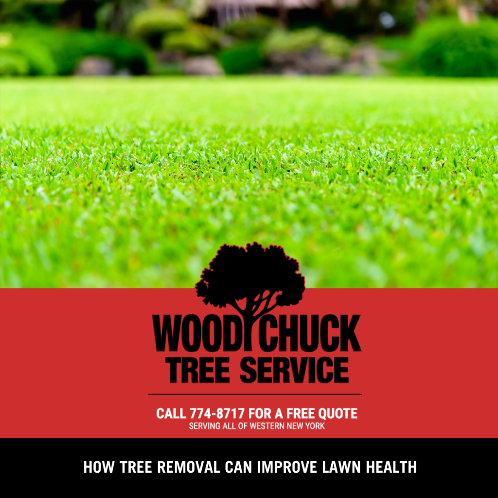 Read more about the article How Tree Removal Can Improve Lawn Health