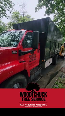 Read more about the article From precision trimming to full tree takedowns