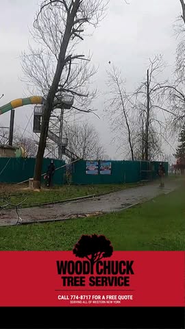 Read more about the article When a tree becomes a problem, WoodChuck becomes the solution