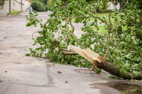 Read more about the article When a Healthy Tree Becomes a Safety Risk 