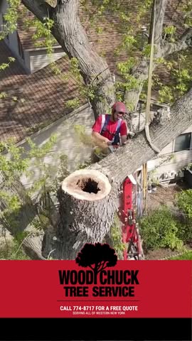 Spring is the perfect time to take care of unwanted or damaged trees