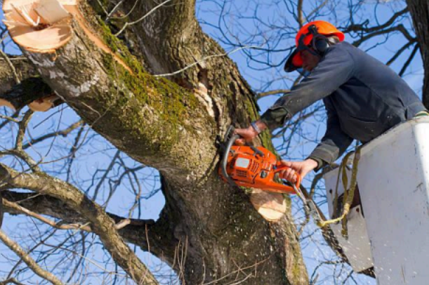 Why Regular Tree Trimming Is Important for Healthy Trees