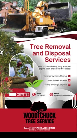 From removal to cleanup — we handle it all