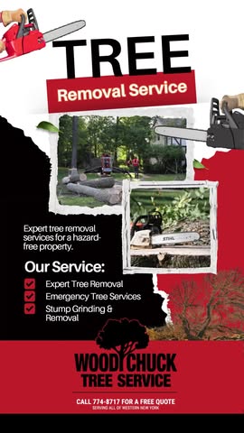 Say goodbye to dangerous trees and hello to a safer property