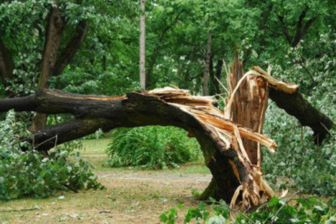 Why One Dead Branch Can Become a Big Problem