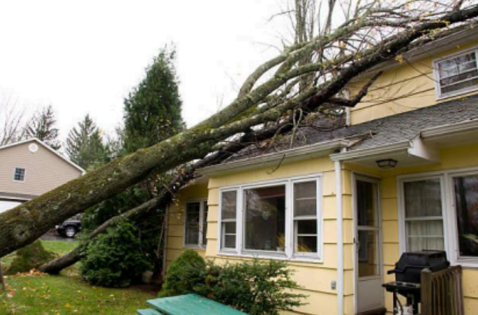 Read more about the article Why Storm Season Is Harder on Trees Than Most Homeowners Realize