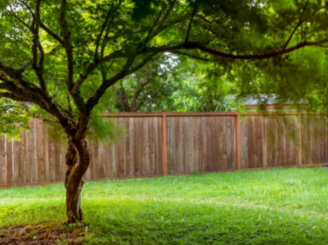 The Tree That Wouldn’t Stop Being a Problem