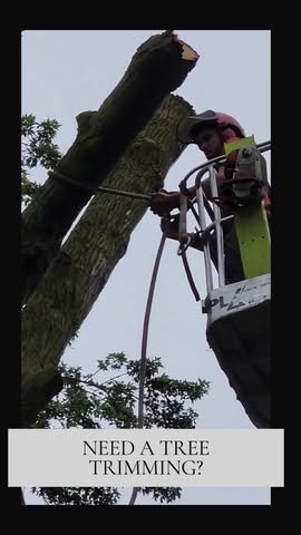 Read more about the article Need a tree trimming?