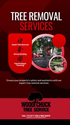 When it comes to tree removal, trust the professionals who get it done safely and efficiently